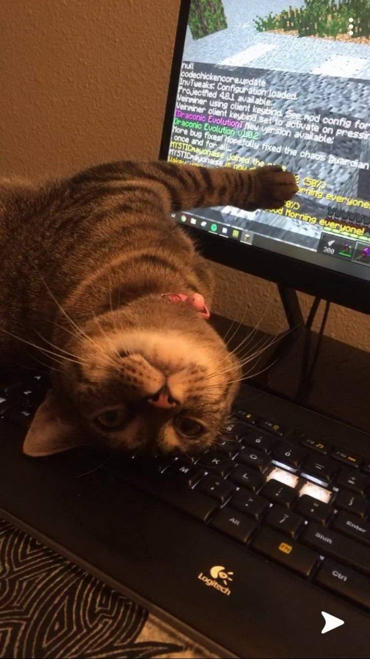 Кот лежит на клавиатуре