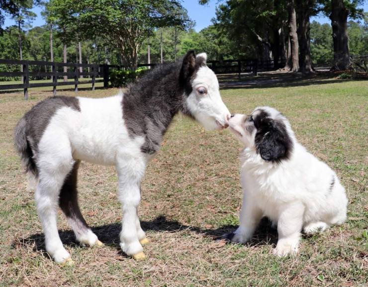 Собака и пони