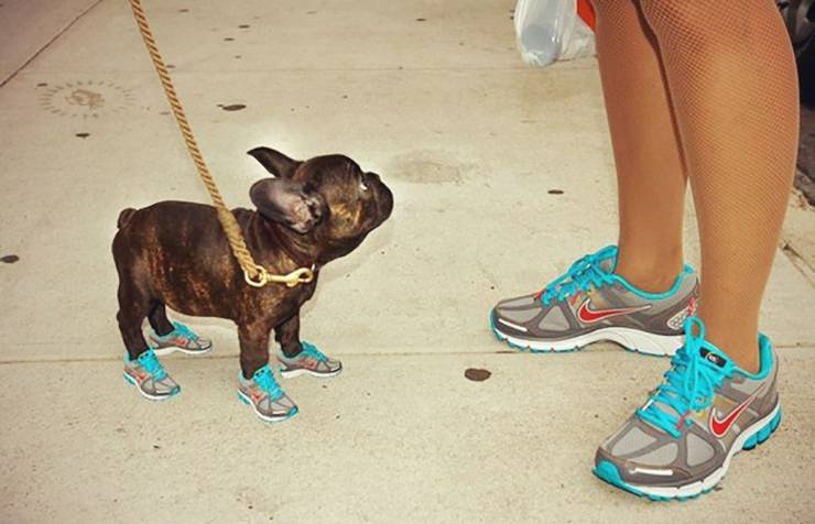 Собака в кроссовках