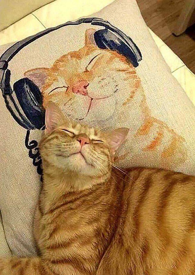 Кот на подушке