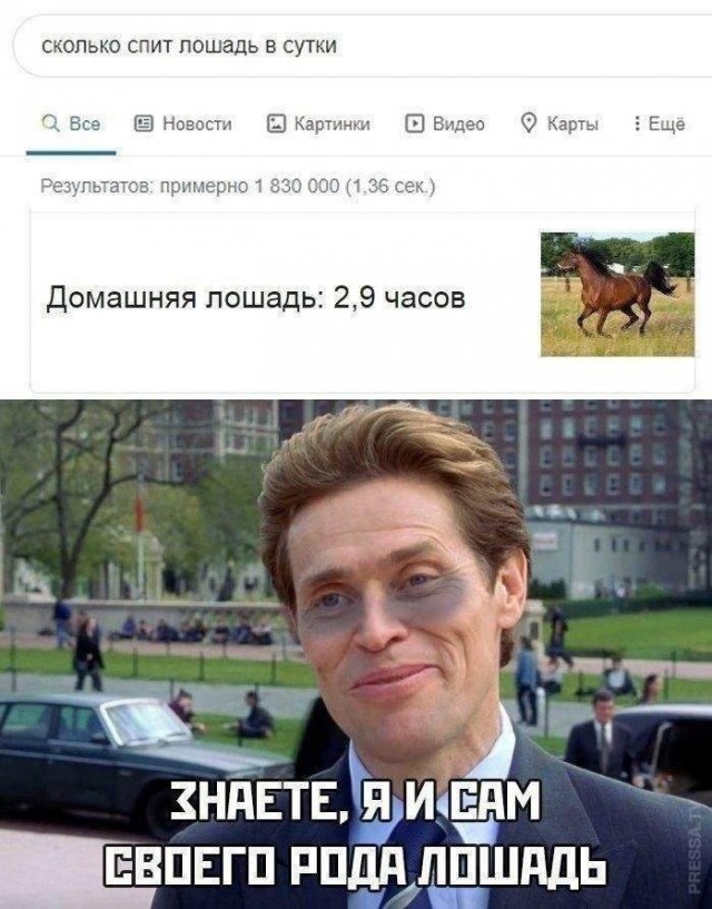 Сколько спит лошадь