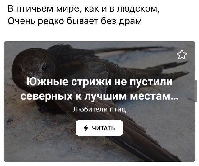 стих про птиц стих про птиц