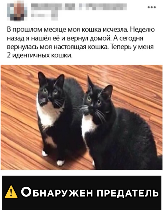 Найденный на улице кот