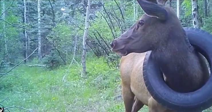 Олень с колесом на шее