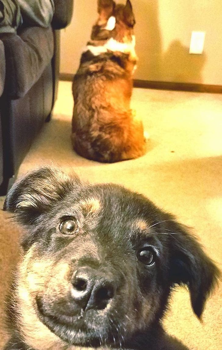 20+ собак, у которых все шло хорошо, пока хозяева не задумали завести еще одного щенка