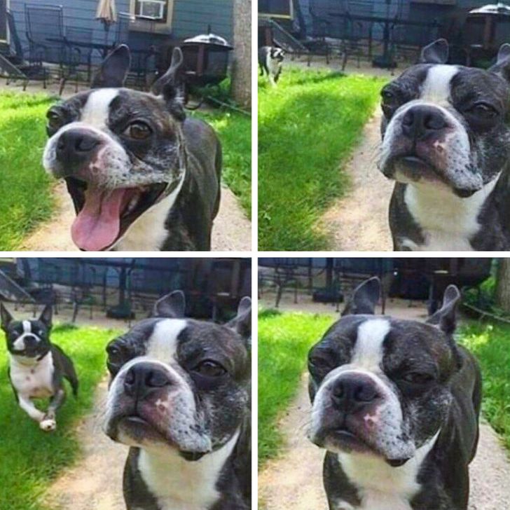 20+ собак, у которых все шло хорошо, пока хозяева не задумали завести еще одного щенка