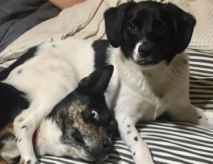 20+ собак, у которых все шло хорошо, пока хозяева не задумали завести еще одного щенка