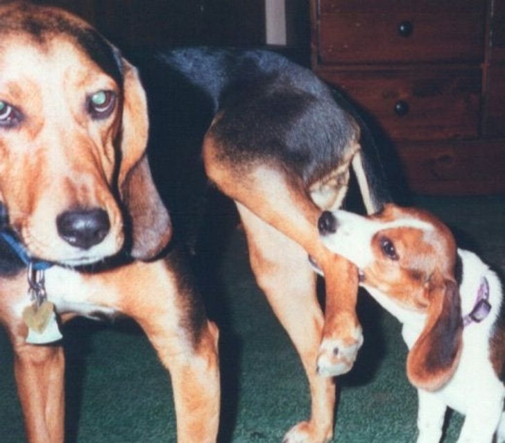 20+ собак, у которых все шло хорошо, пока хозяева не задумали завести еще одного щенка