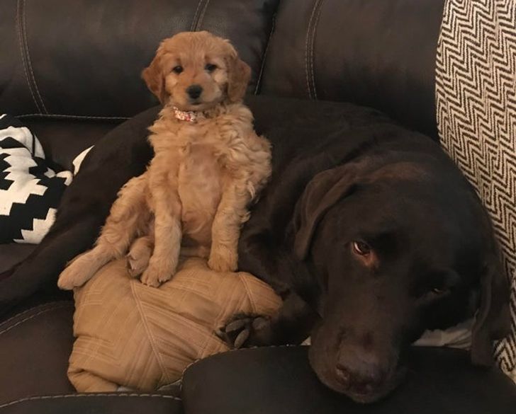 20+ собак, у которых все шло хорошо, пока хозяева не задумали завести еще одного щенка