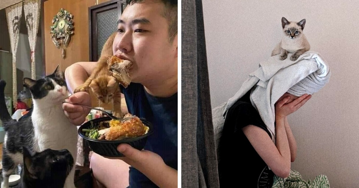 20 вопиющих случаев, когда наглые коты доказывали, что личное пространство хозяев для них пустой звук