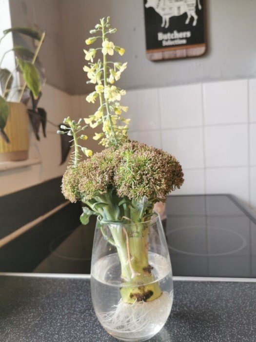 Нетерпеливые семена, которые проросли внутри плодов