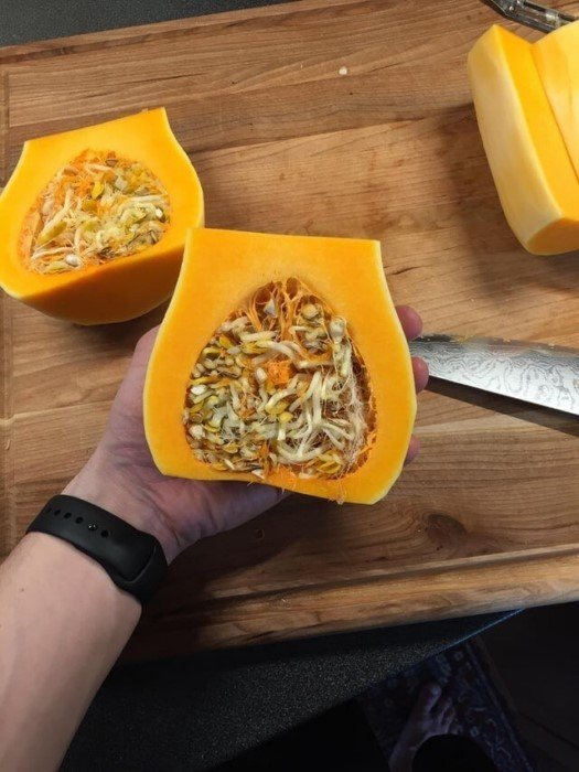 Нетерпеливые семена, которые проросли внутри плодов