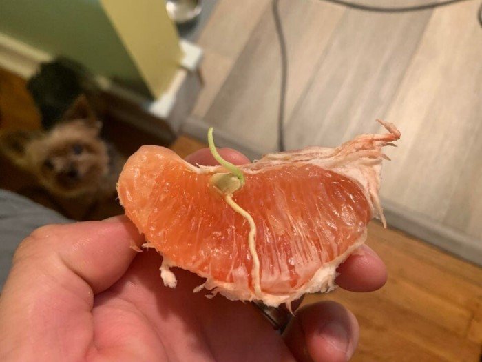 Нетерпеливые семена, которые проросли внутри плодов