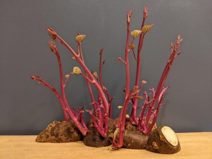 Нетерпеливые семена, которые проросли внутри плодов