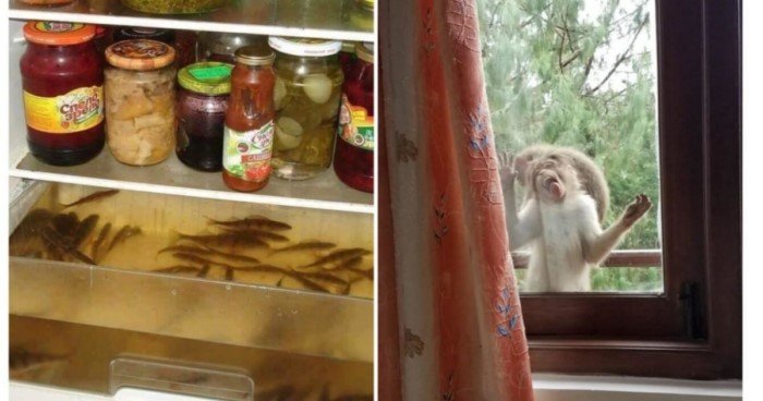 12 странных вещей, которые нашли люди в неожиданных местах 12 странных вещей, которые нашли люди в неожиданных местах