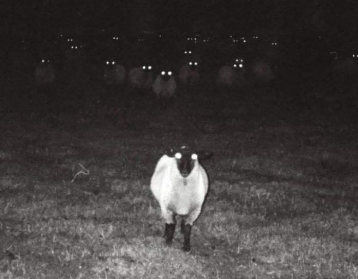 12 странных вещей, которые нашли люди в неожиданных местах 12 странных вещей, которые нашли люди в неожиданных местах