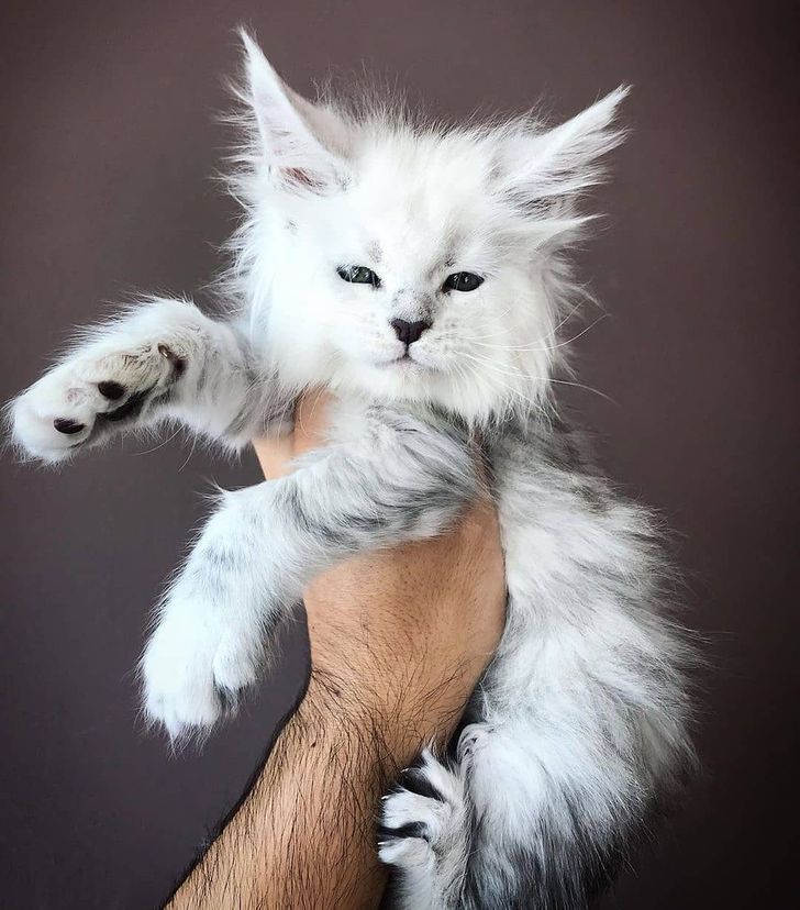 19 животных, которым природа хотела добавить изюминку, но случайно высыпала весь пакет