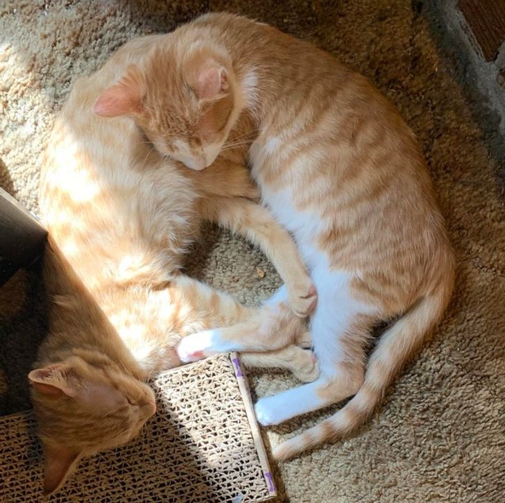 15+ пушистых соседей по квартире, которые доказали, что у дружбы нет границ
