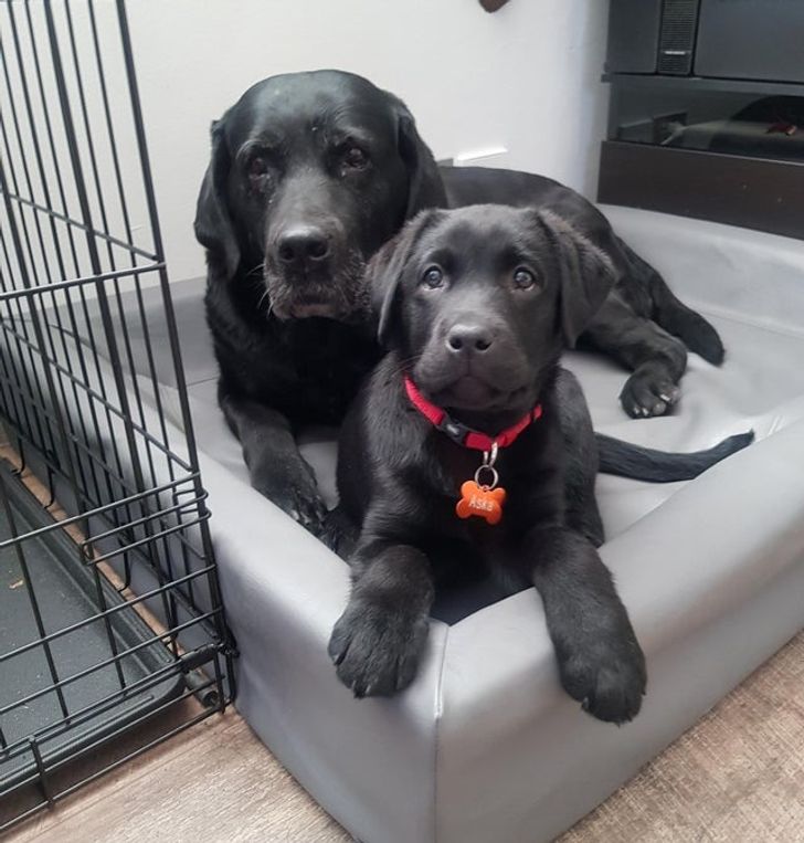 15+ пушистых соседей по квартире, которые доказали, что у дружбы нет границ