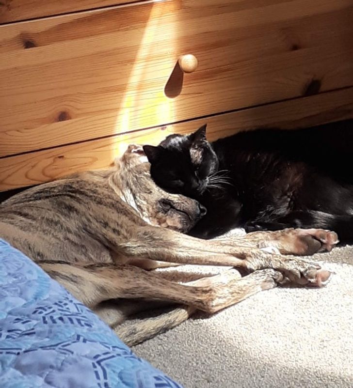 15+ пушистых соседей по квартире, которые доказали, что у дружбы нет границ