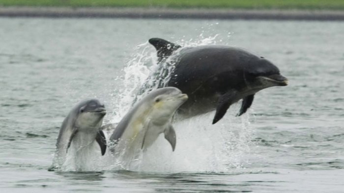 Почему язык дельфинов круче человеческого? Потому что это единственный межвидовой язык! Почему язык дельфинов круче человеческого? Потому что это единственный межвидовой язык!