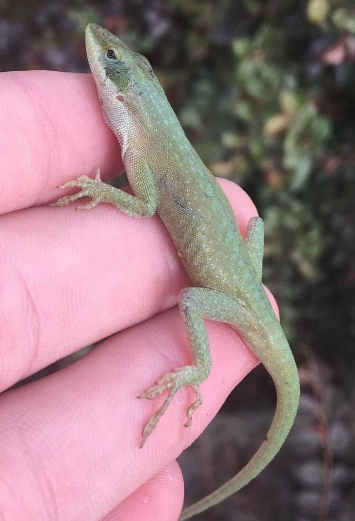 20 человек, которые стали для животных настоящими ангелами-хранителями