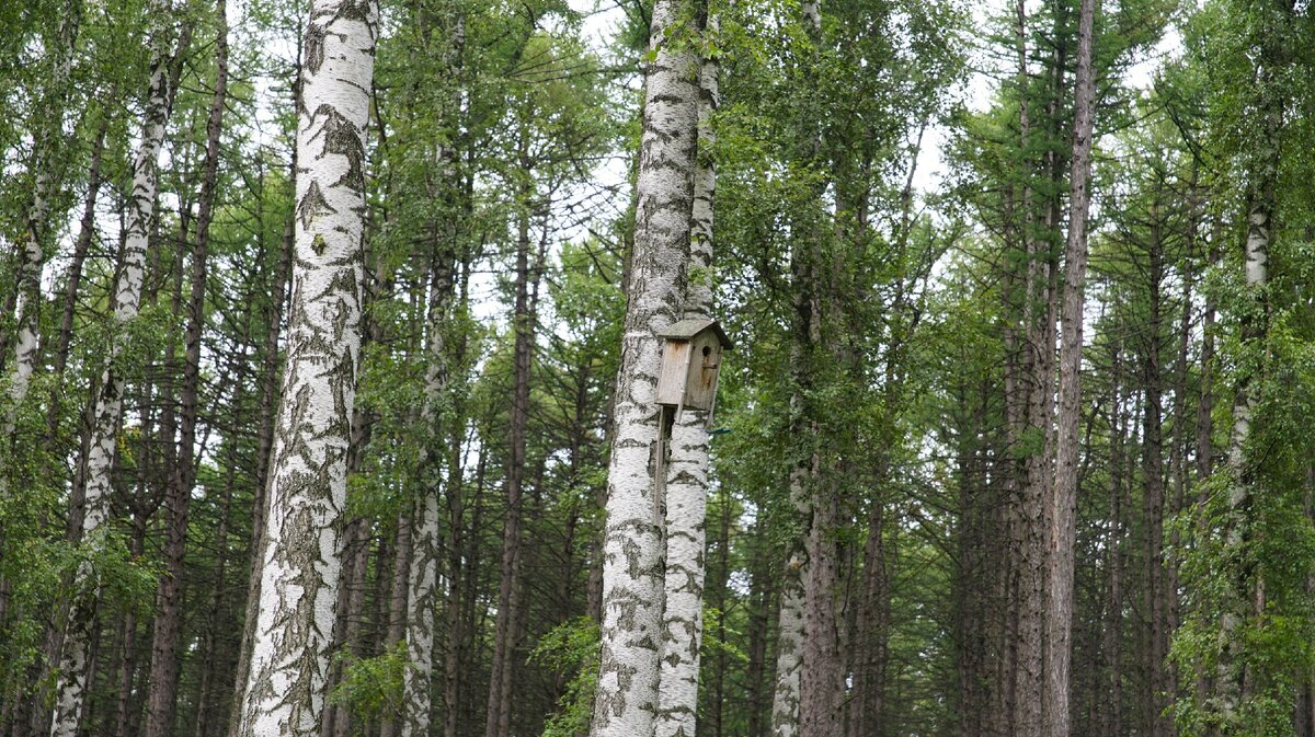 Как же Китай будет жить без русского леса?