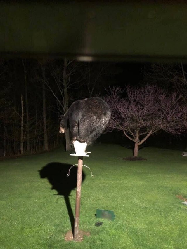 Медведь на фонаре