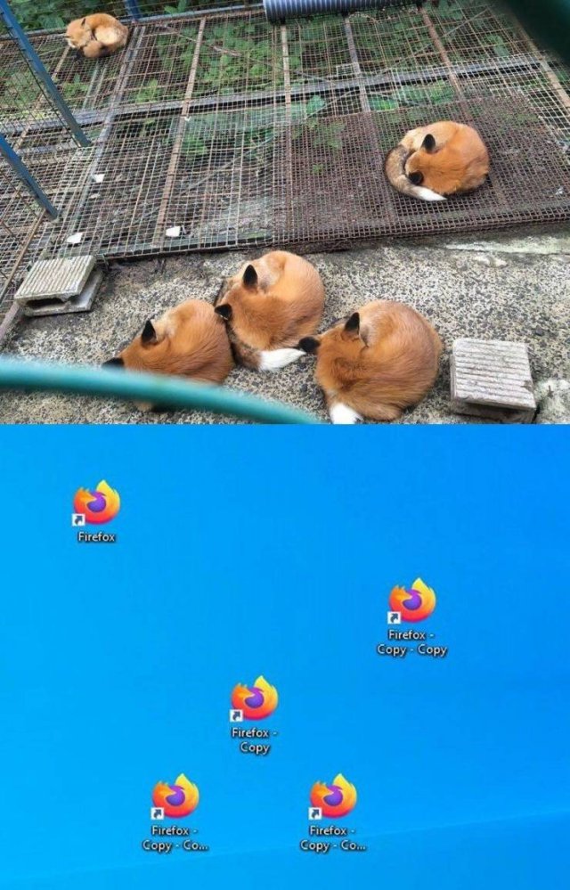 Лисы в клетке