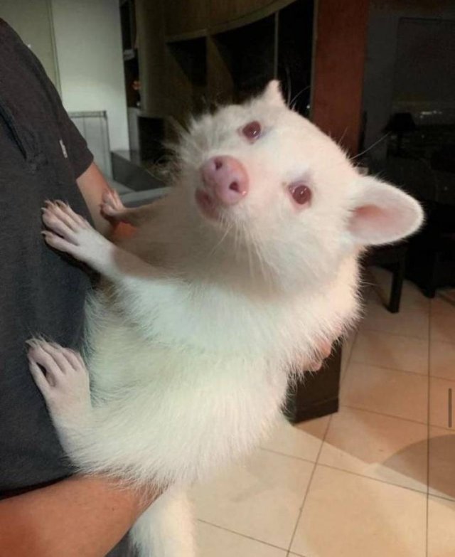 Альбинос енот