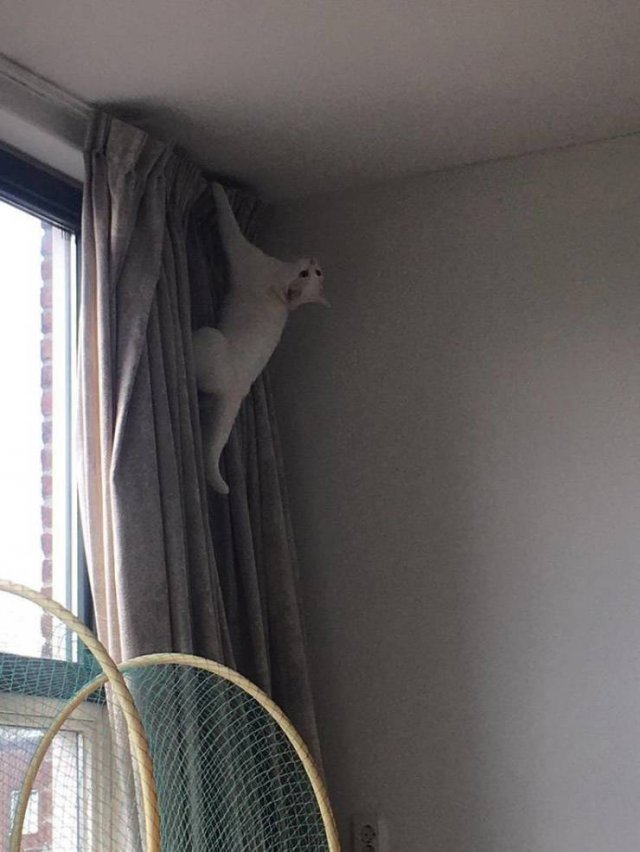 Кот на шторе