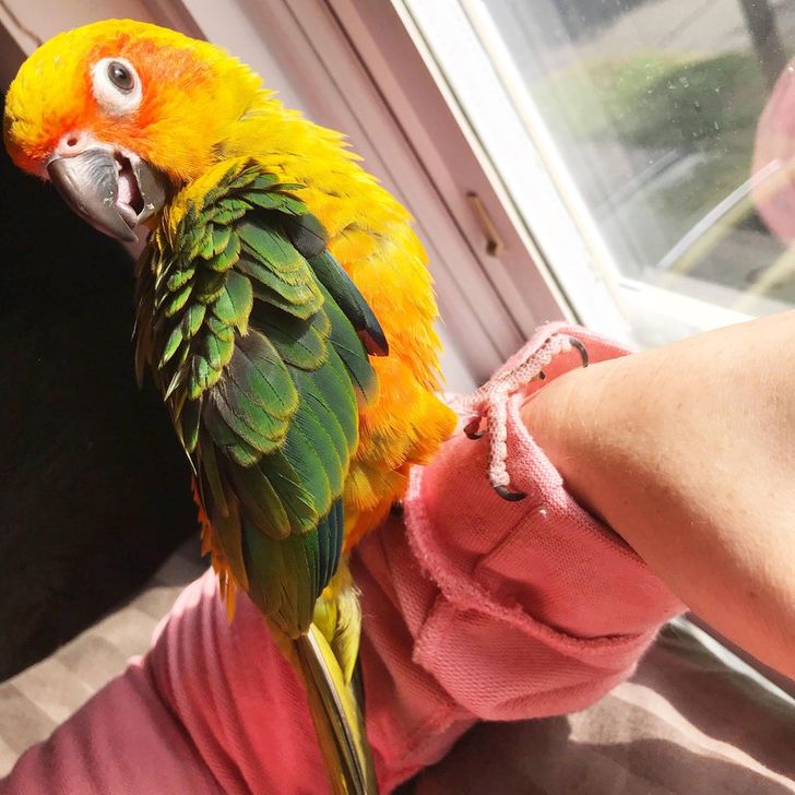 17 доказательств того, что животные по-разному реагируют на сырость за окном