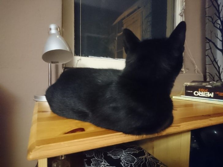 17 доказательств того, что животные по-разному реагируют на сырость за окном