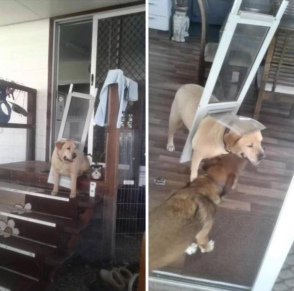 Собака застряла в двери