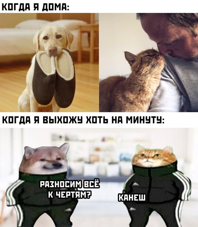 Кот и собака пока меня нет дома