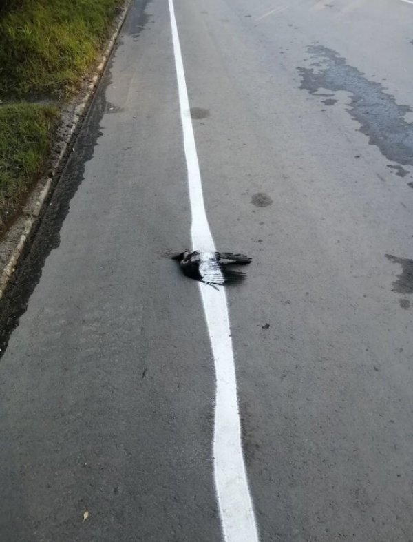 Беспилотные автомобили никогда не заменят водителей. Пост о нереальной разметке