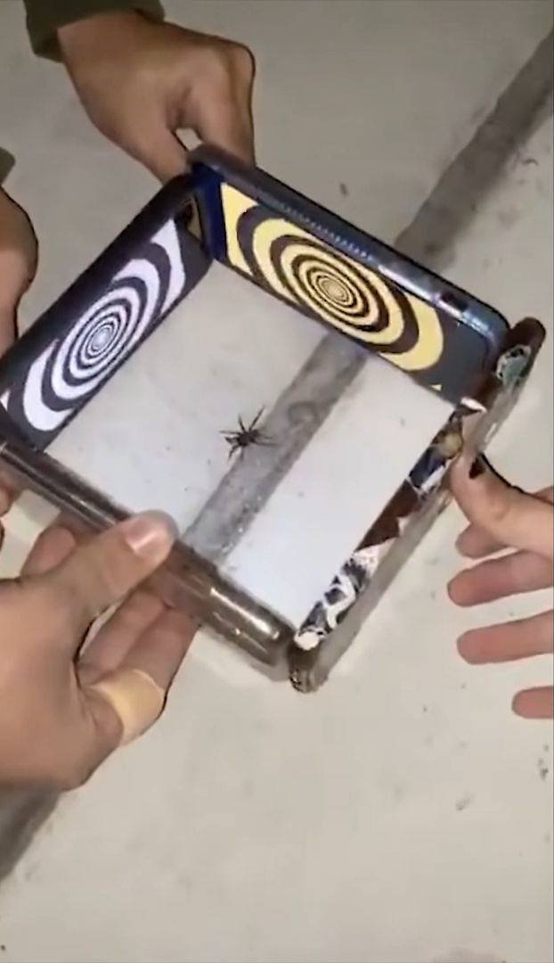 Паук и телефоны