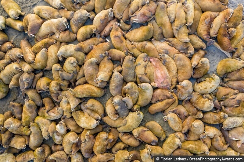 Моржи на Шпицбергене, Норвегия, фотограф Florian Ledoux