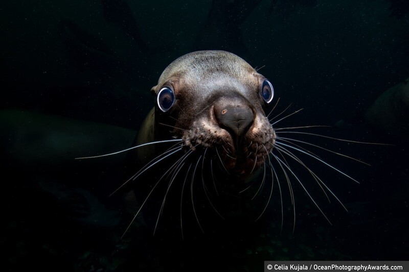 Морской лев в Британской Колумбии, Канада, фотограф Celia Kujala