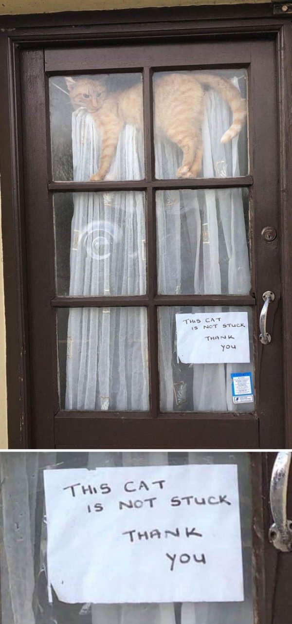 Фотографии, которые доказывают, что кошки самые большие сволочи