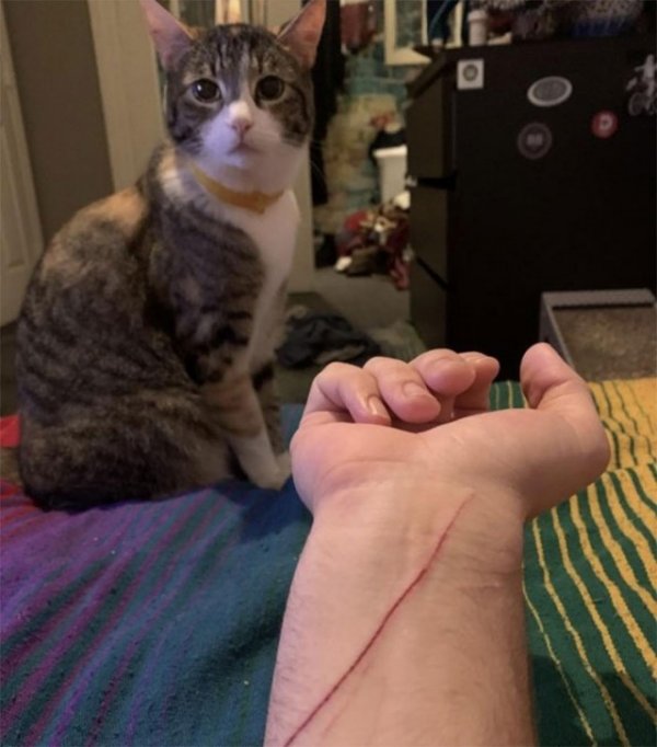 Фотографии, которые доказывают, что кошки самые большие сволочи