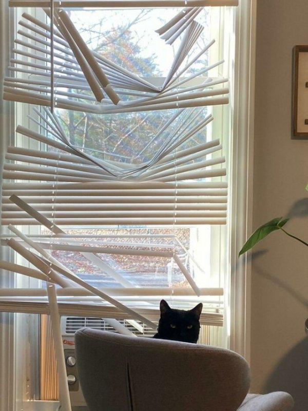 Фотографии, которые доказывают, что кошки самые большие сволочи