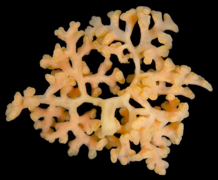 Самое удивительное живое существо планеты Земля Самое удивительное живое существо планеты Земля