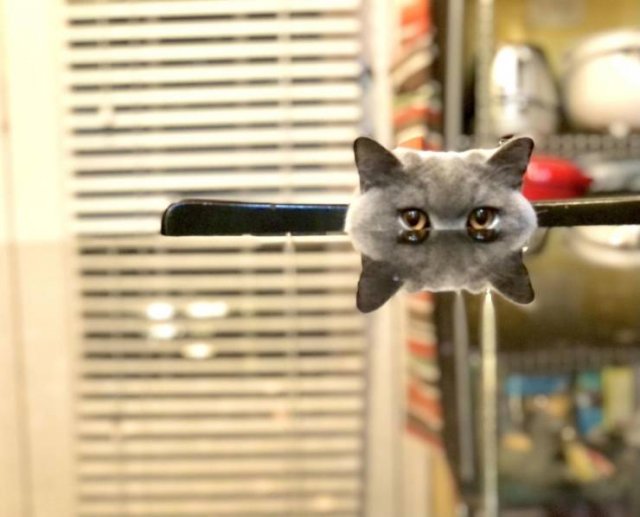 Отражение кота