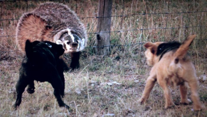 Американский барсук: На 99% состоит из ненависти. Злой и антисоциальный вид барсуков