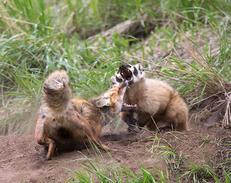 Американский барсук: На 99% состоит из ненависти. Злой и антисоциальный вид барсуков