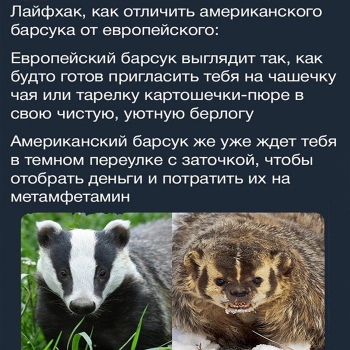 Американский барсук: На 99% состоит из ненависти. Злой и антисоциальный вид барсуков