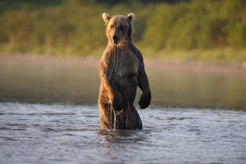 Зачем медведи встают за задние лапы?