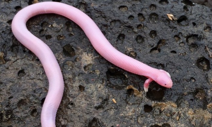 Хирот: Черновик эволюции. Не ящерица, не змея, но гордая рептилия! Хирот: Черновик эволюции. Не ящерица, не змея, но гордая рептилия!