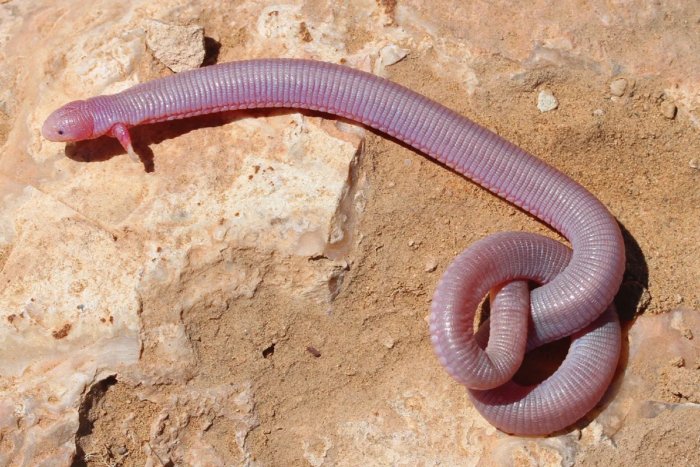 Хирот: Черновик эволюции. Не ящерица, не змея, но гордая рептилия! Хирот: Черновик эволюции. Не ящерица, не змея, но гордая рептилия!